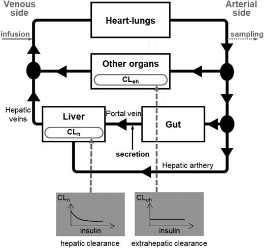 Figure 1. Schematic representation of the mathematical model of insulin kinetics. White rectangles represent lumped organs, black arrows depict fluxes of insulin between organs, and gray rectangles exemplify the relationships between prehepatic insulin concentration and hepatic clearance (CLh) (left) and between arterial insulin concentration and extrahepatic clearance (CLeh) (right).