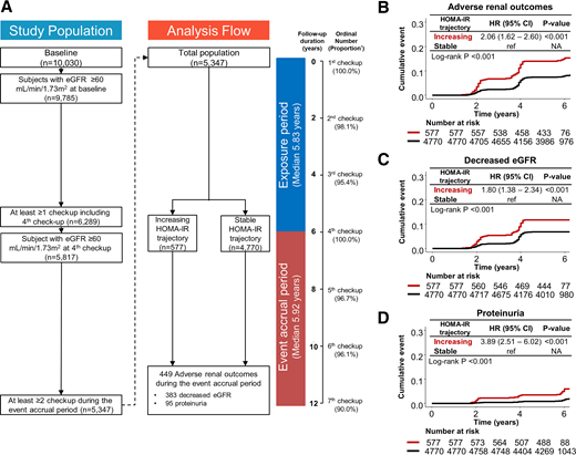Study flow of the exposure and the event accrual periods, and the cumulative incidence of adverse renal outcomes according to each HOMA-IR trajectory group. *, the proportion of participants who underwent the corresponding checkup is shown in relation to the baseline checkup. A: The 12-year follow-up duration of the study participants was divided into a 6-year exposure period from baseline to the fourth checkup and 6-year event accrual period from the fourth to the seventh checkup. A total of 5,347 subjects with eGFR ≥60 mL/min/1.73 m2 at baseline and the fourth checkup underwent at least the baseline and the fourth checkup during the exposure period. The study participants who underwent at least two checkups during the 6-year event accrual periods were included as the final population of analysis. The cumulative incidence of adverse renal outcomes (B), decreased eGFR (C), and proteinuria development (D) in the stable and increasing HOMA-IR trajectory groups is presented.