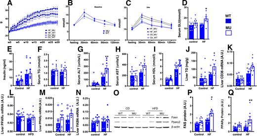 MU mice recapitulated the obese and hyperglycemic phenotypes in humans. A: Body weight of MU mice versus that of their WT littermates during 30-week HFD or CD feeding period. B and C: Fasting and postchallenge glucose responses during the intraperitoneal glucose tolerance test at baseline (B) and after 24 weeks of feeding (C). D–J: Fasting serum glucose (D), fasting serum insulin (E), serum TG (F), ALT (G), AST (H), HDL cholesterol (I), and hepatic TG content (J) were measured in MU mice and their WT littermates after 30 weeks of CD or HFD feeding. K–N: Transcripts of hepatic CD36 (K), PPARα (L), PPAR (M), and FASN (N). O–Q: Representitive blots (O) and quantification of FASN (P) and PPAR2 (Q) in the liver. Data are shown as mean ± SEM, and dots represent each sample. *P < 0.05, **P < 0.01 vs. WT control within the same diet group in post hoc analysis followed by two-way ANOVA (n = 8–10). A.U., arbitrary units compared with β-actin.