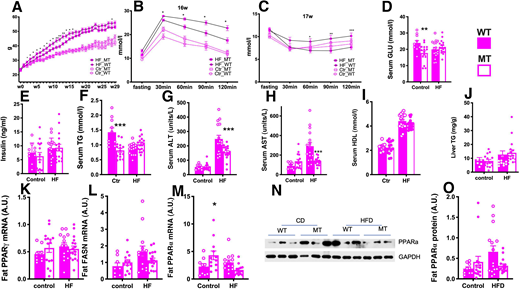 MT mice showed an improved metabolic profile compared their WT littermates. A: Bodyweight of MT mice vs. that of their WT littermates during 30-week HFD or CD feeding. B and C: Fasting and postchallenge glucose responses during the intraperitoneal glucose tolerance test at 16 weeks of feeding (B) and insulin tolerance test at 17 weeks of feeding (C). D–J: Fasting serum glucose (D), fasting serum insulin (E), serum TG (F), ALT (G), AST (H), HDL cholesterol (I), and hepatic TG content (J) were measured in MT mice and their WT littermates after 30 weeks of cd or HFD feeding. K–M: Transcripts of PPAR (K), FASN (L), and PPARα (M) in adipose tissue. N and O: Representative blots (N) and quantification of PPARα (Q) in adipose tissue. Data are shown as mean ± SEM, and dots represent each sample. *P < 0.05, **P < 0.01 vs. WT control within the same diet group in the post hoc analysis followed by two-way ANOVA (n = 10–16). A.U., arbitrary units compared with β-actin or GAPDH if specified.