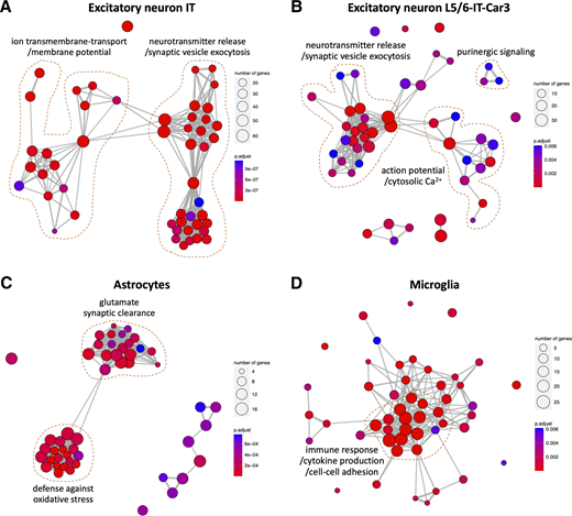 Functional network enrichment analysis of genes specific to cell types implicated by HbA1c–CT association: excitatory IT neurons (A), excitatory L5/6-IT-Car3 neurons (B), astrocytes (C), and microglia (D). Significant biologic processes are represented as nodes, and thickness of connecting edges represents pairwise similarity between processes. N of intersected genes for a particular process is represented by size of each node, whereas false discovery rate–corrected P value is indicated by color. IT, intra-telencephalic.