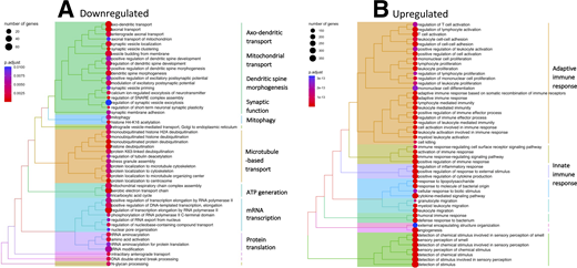 Functional enrichment analysis of 12 genes regulated by eQTL rs9271176 in the cerebral cortex. This eQTL is a GWAS-significant locus of shared variance between HbA1c and CT in individuals with sex-specific HbA1c levels above breakpoint values illustrated in Fig. 1. Biologic processes downregulated (A) and upregulated (B) with genes coexpressed with the 12 eQTL-regulated genes. Terms are presented in a dendrogram by pairwise similarity and clustered into 10 large groups of processes.