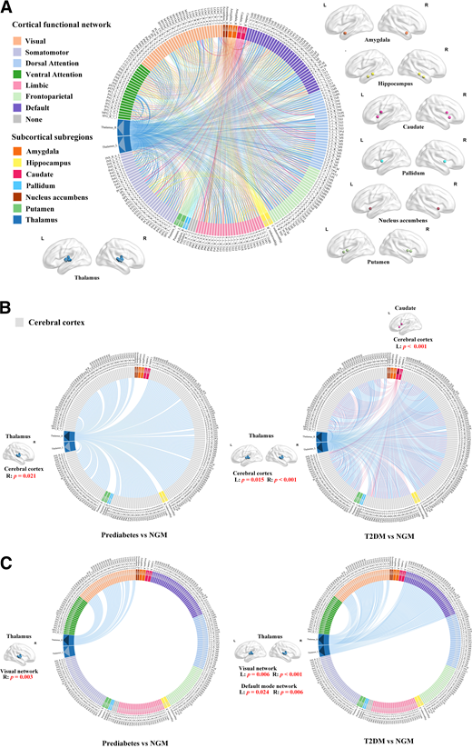 Schematic representation of functional connectivity between the cerebral cortex and subcortical subregions. A: Seven cortical functional networks were provided by the Yeo atlas (22). Subcortical subregions are indicated by white arrows, including the amygdala, hippocampus, caudate, pallidum, nucleus accumbens, putamen, and thalamus. Connection lines indicate connections between all subcortical subregions and the cerebral cortex. B: Compared with NGM participants, those with prediabetes had significantly stronger functional connectivity between the cortex and right thalamus, and those with T2DM had significantly stronger functional connectivity between the cortex and subcortical subregions, including the bilateral thalamus and left caudate. These subcortical subregions are indicated by black arrows; connection lines indicate connections between these subcortical subregions and the cerebral cortex. C: Compared with NGM participants, those with prediabetes and T2DM had significantly stronger functional connectivity between the bilateral thalamus and cortical functional networks. There was a significant increase in functional connectivity between the right thalamus and visual network in prediabetes. There was a significant increase in functional connectivity between the bilateral thalamus and visual network and functional connectivity between the bilateral thalamus and default mode network in T2DM. The bilateral thalamus is shown by black arrows; connection lines indicate connections between the thalamus and cortical functional networks. Details of the 246 regions in Human Brainnetome atlas (21) are provided in Supplementary Table 1. L, left; R, right.