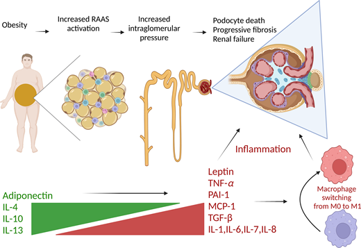 Obesity reduces the production of adiponectin in favor of leptin. Gene transcription of inflammatory mediators such as IL-1, IL-6, IL-7, IL-8, and TNF-α is increased, which creates a proinflammatory state and oxidative stress. Profibrotic factors plasminogen activator inhibitor-1 (PAI-1) and TGF-β1, connective tissue growth factor, and extracellular matrix proteins are increased, all contributing to progressive diabetic nephropathy. IL, interleukin; TNF-α, tumor necrosis factor-α; MCP-1, monocyte chemoattractant protein-1.