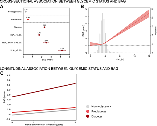 Relationship between glycemic status and BAG. A: Least-squares means and SDs of BAG in participants with normoglycemia, prediabetes, and diabetes. B: The relationship between HbA1c (as a continuous variable) and BAG is modeled using restricted cubic splines. The red line and red shaded area represent the least-squares means and 95% CIs of BAG as a function of baseline HbA1c. Gray bars represent the distribution of HbA1c in the study population. C: The relationship between glycemic status and changes in BAG is modeled using linear mixed-effects models. All models were adjusted for age, sex, education, SES, cardiometabolic risk factor burden, smoking status, alcohol drinking, physical activity, and PRSAD.