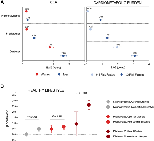 Role of sex, cardiometabolic risk factor burden, and healthy lifestyle in the association between glycemic status and BAG. A: Least-squares means and SDs of BAG among participants with normoglycemia, prediabetes, and diabetes, stratified by sex and cardiometabolic burden. Significant interactions were detected between glycemic status and sex (P < 0.001) and between glycemic status and cardiometabolic burden (P < 0.001). Models were adjusted for age, education, SES, cardiometabolic risk factor burden, smoking status, alcohol drinking, physical activity, and PRSAD as well as sex or cardiometabolic risk factor burden, depending on the stratification factor. B: β-Coefficients for the joint effect on glycemic status and lifestyle on BAG. A significant interaction was detected between glycemic status and healthy lifestyle (P = 0.04). Models were adjusted for age, sex, education, SES, cardiometabolic risk factor burden, and PRSAD. Note: The reference group was changed to (pre)diabetes and optimal lifestyle when assessing whether lifestyle significantly modified the (pre)diabetes-BAG association.