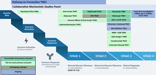 The Type 1 Diabetes TrialNet Ribbon was developed as a tool to convey the stages of type 1 diabetes to participants, clinicians, and investigators. Once at stage 1 (the presence of multiple autoantibodies and normoglycemia) the disease of type 1 diabetes begins, as the lifetime risk of progressing to symptomatic disease approaches 100%. In stage 2, in addition to multiple islet autoantibodies, dysglycemia is present, representing a higher-risk stage and more imminent clinical diagnosis (stage 3). The clinical studies conducted and ongoing within TrialNet are presented above each respective stage. DZB, daclizumab; MMF, mycophenolate mofetil; T1D, type 1 diabetes.
