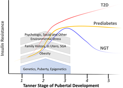 DISCOVERY: theoretical trajectories of the temporal impact of risk factors on the progression to youth-onset type 2 diabetes, a window of “physiologic” opportunity to prevent type 2 diabetes in youth? NGT, normal glucose tolerance; SGA, small for gestational age; T2D, type 2 diabetes.