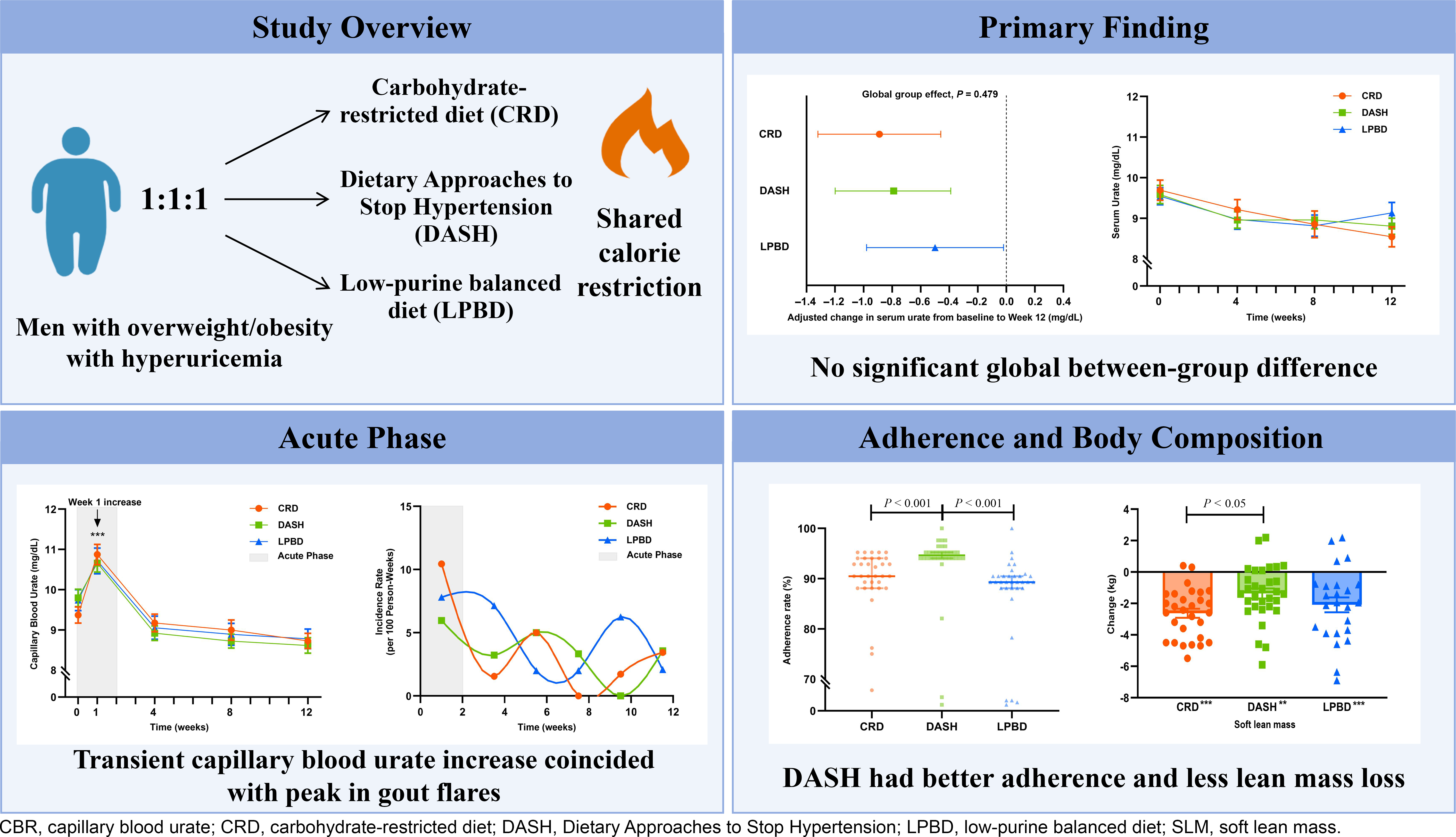 Men with overweight or obesity and hyperuricaemia are assigned 1 to 1 to 1 to a carbohydrate-restricted diet, D A S H, or a low-purine balanced diet, with shared calorie restriction. At 12 weeks, serum urate shows no significant global between-group difference, P equals 0.479. During the acute phase, capillary blood urate rises transiently at week 1, coinciding with peak gout flares. D A S H records better adherence and less soft lean mass loss, with significant group differences.