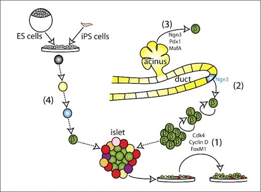 Figure 1. Sources of new β-cells. 1. Proliferation of β-cells, which requires specific cyclins, cyclin-dependent kinases (cdk), and the forkhead box (Fox) M1 transcription factor.(81–83) 2. Differentiation of endocrine progenitors, which express neurogenin 3 (Ngn3) and are located within pancreatic ducts.(59,84,85) 3. Transdifferentiation of other cell types by transfection with transcription factors necessary for endocrine differentiation such as Ngn3, pancreatic and duodenal homeobox 1 (Pdx1), and V-MAF avian musculoaponeurotic fibrosarcoma oncogene homolog A (MafA) .86 4.Directed differentiation of embryonic stem (ES) and induced pluripotent stem (iPS) cells.