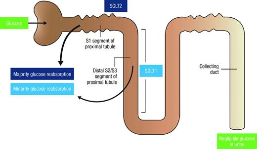 FIGURE 1. Glucose reabsorption in the renal proximal tubule. Reprinted from Ref. 28 with permission from Macmillan Publishers Ltd., copyright 2010.