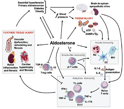 FIGURE 4. Summary schematic of aldosterone's contribution to fibrosis and inflammation in diabetes over time. Excess aldosterone production occurring in diseases such as essential hypertension, primary aldosteronism, diabetes, and obesity contributes to increased blood pressure. Over time, elevated blood pressure and/or aldosterone cause renal and vascular injury, which activates the innate and adaptive immune systems, causing further tissue injury and thereafter exacerbating the detrimental effects of the initial disease. ATP, adenosine triphosphate; DAMP, damage-associated molecular pattern; DC, dendritic cell; IFN, interferon; IL, interleukin; MΦ, macrophage; Ne, neutrophil; ROS, reactive oxygen species; Tc, cytotoxic T cells; TGF, transforming growth factor; Th, T-helper cells; TNF, tumor necrosis factor; Treg, T regulatory cells. Reprinted with permission from Ferreira NS, Tostes RC, Paradis P, Schiffrin E. Am J Hypertens 2021;34:15–27.