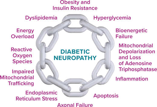FIGURE 1. Chain of events underlying the pathophysiology of diabetic neuropathy. Components of the metabolic syndrome contribute to diabetic neuropathy by causing energy overload from excess glucose and lipids, leading to mitochondrial bioenergetic failure, with mitochondrial depolarization, loss of adenosine triphosphatase as an energy source, and accumulation of reactive oxygen species. This process leads to impaired mitochondrial trafficking from the cell body down the length of the axons, endoplasmic reticulum stress, apoptosis of neurons, and axonal failure.