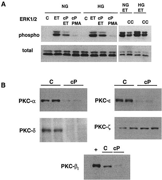 FIG. 4. ET-1–induced increase of phospho-ERK1/2 is PKC-dependent. A: MCs were growth-arrested in 5.6 mmol/l (NG) or 30 mmol/l (HG) glucose for 72 h with or without chronic exposure to PMA (cP, 100 nmol/l for 24 h) or Calphostin C (CC, 1 μmol/l for 4 h) and then stimulated with ET-1 (100 nmol/l for 10 min). Representative blot using phospho-specific ERK1/2 and total ERK1/2 antibodies. B: MCs were growth-arrested in NG, pretreated with PMA (cP, 100 nmol/l for 24 h), and probed for total PKCs.