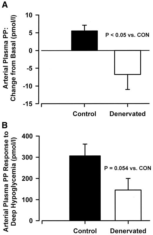 FIG. 7. A: Change from basal in arterial plasma PP levels. The PP values from the control period (−40 to 0 min) were averaged and subtracted from the average of the last 2 h of the experimental period (60 to 180 min) in CON and PDN 18-h fasted conscious dogs. Basal PP values were 24 ± 4 and 43 ± 10 pmol/l in CON and PDN, respectively. Data are expressed as group mean ± SE. Statistical comparisons were made by independent t tests; n = 7 for CON and PDN. B: Arterial plasma PP under PNS control during deep hypoglycemia. The PP released during the last time point of insulin and atropine infusion (270 min; PP not under PNS control) was subtracted from the PP released at the last time point of insulin infusion (225 min) in CON and PDN. Data are expressed as mean ± SE. Statistical comparisons were made by independent t tests; n = 3 for CON, n = 4 for PDN.