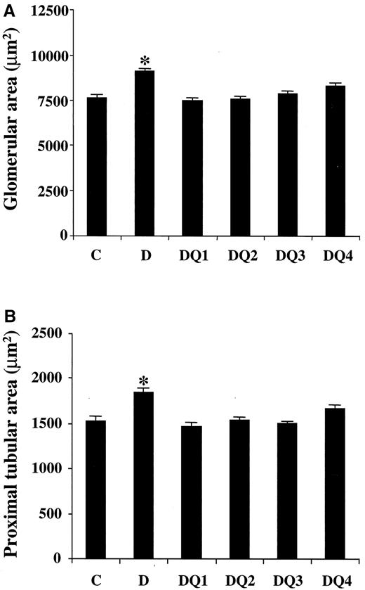 FIG. 4. Glomerular (A) and tubular (B) areas among groups 4 weeks after induction of diabetes. C, control rats; D, diabetic rats; DQ1−DQ4, diabetic rats treated with quinapril at 5 (DQ1), 2.5 (DQ2), 1.25 (DQ3), and 0.625 (DQ4) mg · kg−1 · day−1. Data are means ± SE. *P < 0.01 vs. C, DQ1, DQ2, DQ3, and DQ4 groups.