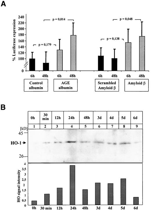 FIG. 6. Sustained activation of NF-κB by AGE-albumin and Aβ induces NF-κB–dependent gene expression. A: BAECs were transiently transfected with the plasmid NF-κB-Luc, which contains four tandem copies of the NF-κB consensus sequence fused to a TATA-like promoter region from the herpes simplex virus thymidine kinase promoter using the Effectene transfection reagent. One hour after application of DNA, cells were stimulated with control albumin (500 nmol/l), AGE-albumin (500 nmol/l), scrambled Aβ (1 μmol/l), or Aβ (1 μmol/l) for either 6 or 48 h. After harvest, luciferase activity was determined in the cell lysates and normalized for transfection efficiency by the amount of β-gal activity expressed by the co-transfected control plasmid pSV-β-Gal (83). Corrected values were expressed as relative luciferase (LUC) units and are given as percentage of luciferase expression determined in BAECs, stimulated with control albumin for 6 h. Three independent experiments were performed six times with identical results. The results are given ± SD. Statistical analysis was performed using a two-tailed Student’s t test. B: Immunoblot analysis of HO-1 in cytoplasmic extracts from BAECs that were untreated (0 h) or treated with AGE-albumin (500 nmol/l) for the times indicated demonstrated time-dependent induction of HO-1. HO-1 (molecular weight 39 kDa) is indicated by an arrow. The result shown is representative of three independent experiments. The HO-1 signal intensity was quantified by densitometry and is given below in the autoradiogram. Similar data were obtained after stimulation with 1 μmol/l Aβ (data not shown).