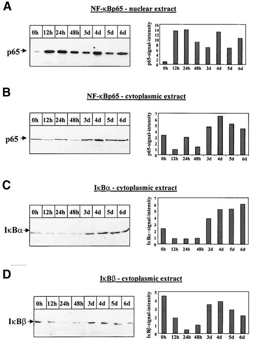 FIG. 8. AGE-albumin induces sustained translocation of NF-κBp65 at time points at which IκB proteins already reappeared in the cytoplasm. A and B: Immunoblot analysis of nuclear (A) and cytoplasmic (B) extracts of BAECs, stimulated with AGE-albumin for the times indicated, demonstrated AGE-albumin–dependent prolonged translocation of NF-κBp65 antigen into the nucleus (A). The NF-κBp65–specific complex is indicated by an arrow. The NF-κB signal intensity was quantified by densitometry and is given on the right side of each autoradiogram. The result shown is representative of six independent experiments. Similar data were obtained after stimulation with 1 μmol/l Aβ (data not shown). C: Immunoblot analysis of IκBα in cytoplasmic extracts from BAECs that were untreated (0 h) or treated with AGE-albumin (500 nmol/l) for the times indicated demonstrated a decrease in cytoplasmic IκBα antigen between 12 and 48 h. The IκBα-specific complex is indicated by an arrow. The IκBα signal intensity was quantified by densitometry and is given on the right side of the autoradiogram. The result shown is representative of four independent experiments. Similar data were obtained after stimulation with 1 μmol/l Aβ (data not shown). D: Immunoblot analysis of IκBβ in cytoplasmic extracts from BAECs that were untreated (0 h) or treated with AGE-albumin (500 nmol/l) for the times indicated demonstrated a decrease of cytoplasmic IκBβ antigen between 12 and 48 h. The IκBβ-specific complex is indicated by an arrow. The IκBβ signal intensity was quantified by densitometry and is given on the right side of the autoradiogram. The result shown is representative of four independent experiments. Similar data were obtained after stimulation with 1 μmol/l Aβ (data not shown).