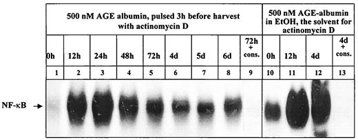 FIG. 11. AGE-albumin induction of NF-κB activation at time points later than 2 days is dependent on mRNA. BAECs were stimulated with AGE-albumin (500 nmol/l) for the times indicated. Three hours before harvest, cells received a pulse of actinomycin D (15 μg/ml). Nuclear extracts were prepared as described and assayed for NF-κB binding activity in EMSA using radioactive labeled oligonucleotides, spanning the consensus NF-κB recognition motif. For confirming NF-κB binding, the observed shift was competed with a 160-fold molar excess of cold consensus NF-κB oligonucleotides (last lane). To exclude the possibility that EtOH influenced NF-κB binding activity, BAECs were left untreated (0 h) or were stimulated with AGE-albumin (500 nmol/l) for the times indicated in the presence of 0.4% EtOH (final concentrations used in actinomycin D experiments; right). The position of NF-κB is indicated by an arrow.