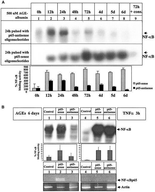 FIG. 12. AGE-albumin induction of NF-κB activation at time points later than 2 days is dependent on NF-κBp65 mRNA de novo synthesis. A: BAECs were stimulated with AGE-albumin (500 nmol/l) for the times indicated. Twenty-four hours before harvest, a pulse of 0.1 μmol/l antisense (top) or sense p65 oligonucleotides (bottom) was added to the medium. Uptake was in a passive manner, as previously described in detail (52). NF-κB binding activity was assayed in EMSA as above; the position of NF-κB is indicated by an arrow. The experiment was repeated twice, with similar results, and the densitometric analysis of both experiments is summarized below in the autoradiogram. The position of NF-κB is indicated by an arrow. B: BAECs were stimulated with AGE-albumin (500 nmol/l) for 6 days (left) or TNF-α (1 nmol/l) for 3 h (right). Twenty-four hours before harvest, a pulse of 0.1 μmol/l antisense or sense p65 oligonucleotides was added to the medium. From one-half of the cells, nuclear extracts were prepared and NF-κB binding activity was assayed in EMSA as above (top). Intensity of NF-κB binding activity was quantified by densitometry (middle). The second half of cells were used for RNA isolation, and 2 μg of each preparation was subsequently subjected to cDNA synthesis and RT-PCR for NF-κBp65 and β-actin (bottom).