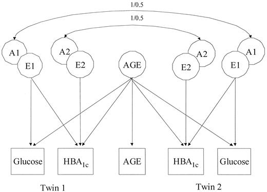 FIG. 1. Path diagram showing the influence of age and variance factors A and E on glucose and HbA1c (Cholesky decomposition). The observed phenotypes are shown in squares, and latent factors are shown in circles. Factor loadings of observed variables on the different latent factors are represented by the arrows. The correlation between A variance factors is 1 and 0.5 for MZ and DZ pairs, respectively. For clarity, C and D latent factors are not included in the model, and arrows loading on the latent A factors are omitted.