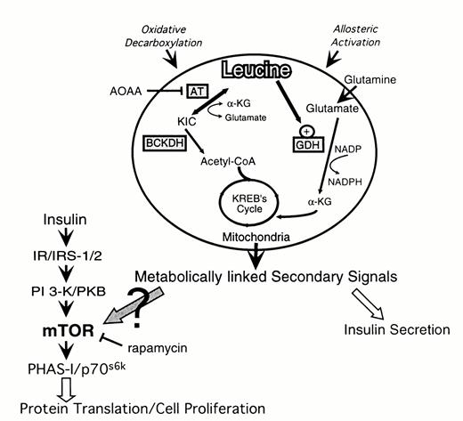 FIG. 1. Proposed model for leucine's role in mitogenic signaling. α-KG,α-ketoglutarate; AOAA, aminooxyacetic acid; AT, aminotransferase; BCKDH,branched-chain α—keto-acid dehydrogenase; GDH, glutamate dehydrogenase; IR, insulin receptor; IRS, insulin receptor substrate;p70s6k, p70 S6 kinase; PHAS-I, phosphorylated heat- and acid-stable protein regulated by insulin; PKB, protein kinase B.
