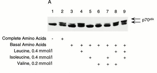 FIG. 2A. : Leucine-induced phosphorylation of p70s6k at a physiological concentration in RINm5F cells. Cells were preincubated in KRBB in the absence of glucose and amino acids for 2 h. Media were then replaced with KRBB containing either complete amino acids as a positive control or basal amino acids, which excluded leucine, isoleucine, or valine. Leucine,isoleucine, or valine was then added as indicated for 30 min. Cells were processed for immunoblotting of p70s6k. Results are representative of four separate experiments. The multisite phosphorylation of p70s6k in this and all subsequent immunoblots is detected by a slower migrating or upper band compared with nonphosphorylated p70s6k as determined by gel-shift mobility assays.