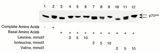 FIG. 3. Isoleucine and valine-induced phosphorylation of p70s6k at greater than physiological concentrations in RINm5F cells. Cells were preincubated in KRBB in the absence of glucose and amino acids for 2 h. Media were then replaced with KRBB containing either complete amino acids as a positive control or basal amino acids, which excluded leucine, isoleucine, and valine. Leucine, isoleucine, or valine was then added as indicated for 30 min. Cells were processed for immunoblotting of p70s6k. Results are representative of five separate experiments.