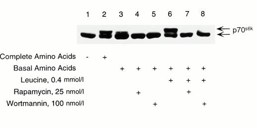 FIG. 4. Effects of rapamycin and wortmannin on leucine-induced phosphorylation of p70s6k in RINm5F cells. Cells were preincubated in KRBB in the absence of glucose and amino acids for 2 h. During the last hour of preincubation, rapamycin or wortmannin was added to cells. Media were then replaced with KRBB containing either complete amino acids as a positive control or basal amino acids, which excluded leucine, isoleucine, or valine. Leucine ± inhibitors were then added as indicated for 30 min. Cells were processed for immunoblotting of p70s6k. Results are representative of three separate experiments.