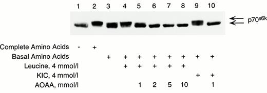 FIG. 5. Phosphorylation of p70s6k induced by leucine requires its metabolism and allosteric activation of GDH in RINm5F cells. Cells were preincubated in KRBB in the absence of glucose and amino acids for 2 h. During the last 30 min of preincubation, AOAA was added to cells. Media were then replaced with KRBB containing either complete amino acids as a positive control or basal amino acids, which excluded leucine, isoleucine, and valine. Lanes 3-10 do not contain glutamine and glutamate. Leucine or KIC± AOAA was added as indicated for 30 min. Cells were processed for immunoblotting of p70s6k. Results are representative of three separate experiments.