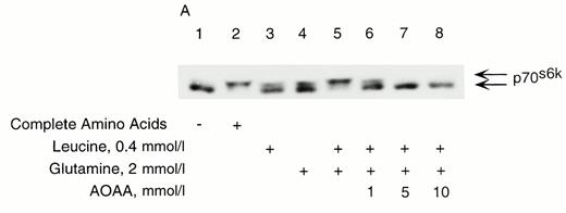 FIG. 6A. Leucine and glutamine are sufficient to induce phosphorylation of p70s6k in RINm5F cells. Cells were preincubated in KRBB in the absence of glucose and amino acids for 2 h. During the last 30 min of preincubation, AOAA was added to cells. Media were then replaced with KRBB containing either complete amino acids as a positive control or leucine alone,glutamine alone, or both ± AOAA, as indicated for 30 min. Cells were processed for immunoblotting of p70s6k. Results are representative of five separate experiments.