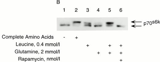 FIG. 6B:. Leucine and glutamine-induced phosphorylation of p70s6k is rapamycin sensitive. Cells were preincubated in KRBB in the absence of glucose and amino acids for 2 h. During the last hour of preincubation, rapamycin (25 nmol/l) was added to cells. Media were then replaced with KRBB containing leucine alone, glutamine alone, or both ± rapamycin as indicated for 30 min. Cells were processed for immunoblotting of p70s6k. Results are representative of four separate experiments.