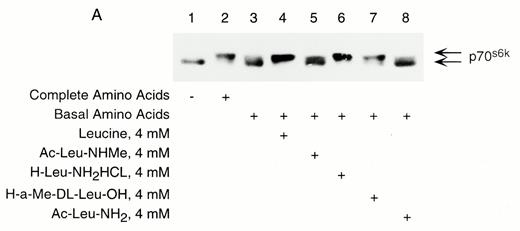 FIG. 7A:. Phosphorylation of p70s6k induced by leucine and leucine analogs. Cells were preincubated in KRBB in the absence of glucose and amino acids for 2 h. Media were then replaced with KRBB containing either complete amino acids as a positive control or basal amino acids, which excluded leucine, isoleucine, or valine. Leucine or leucine analogs were added as indicated for 30 min. Cells were processed for immunoblotting of p70s6k. Results are representative of four separate experiments.