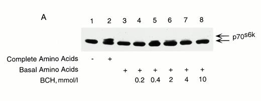 FIG. 8A:. Activation of GDH by nonmetabolized BCH does not induce phosphorylation of p70s6k in RINm5F cells. Cells were preincubated in KRBB in the absence of glucose and amino acids for 2 h. Media were then replaced with KRBB containing either complete amino acids as a positive control, basal amino acids, which excluded leucine, isoleucine, or valine, or basal amino acids +BCH as indicated for 30 min. Cells were processed for immunoblotting of p70s6k. Results are representative of three separate experiments.