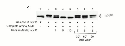 FIG. 9A. : Phosphorylation of p70s6k induced by amino acids requires mitochondrial oxidation in RINm5F cells. Cells were preincubated in KRBB in the absence of glucose and amino acids for 2 h. During the last hour of preincubation, azide was added to cells. Media were then replaced with KRBB containing 3 mmol/l glucose and complete amino acids ± azide for 30 min. In addition, cells in lanes 6-8 were washed three times with PBS and buffer was replaced with KRBB containing complete amino acids and 3 mmol/l glucose without azide for 30, 60, or 90 min as indicated for recovery. Cells were processed for immunoblotting of p70s6k. Results are representative of three separate experiments.
