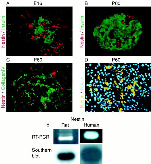 FIG. 1. Expression of the neural stem cell–specific marker nestin in a distinct cell population within pancreatic islets. Dual fluorescence immunocytochemical staining of (A) an islet cluster in an E16 rat pancreas and (B) a pancreatic islet in the pancreas of an adult 60-day-old (P60) rat. Immunostaining of nestin and insulin were developed with the fluorophores Cy3 (red) and Cy2 (green), respectively. Note that there is no coexpression of nestin and insulin in the cells, which, if present, would be seen as yellow cells. Typical representative islets are shown. C: Nestin (red) and collagen IV (green), a marker of vascular endothelium, are expressed in separate cell populations in a rat pancreatic islet. D: Nestin-positive (yellow in pseudocolor) cells have a distinct nucleus (blue stain with Hoechst). E: RT-PCR of RNA prepared from islets isolated from a P60 adult rat (left) or human islet tissue (right). RT-PCR was performed using oligonucleotide amplimers to rat and human nestin mRNA giving the predicted 326- or 495-bp product of the correct size (upper panels) and confirmed by Southern blot analysis hybridized with a 32P-labeled nestin probe (lower panels) (see research design and methods). Original magnification ×200.