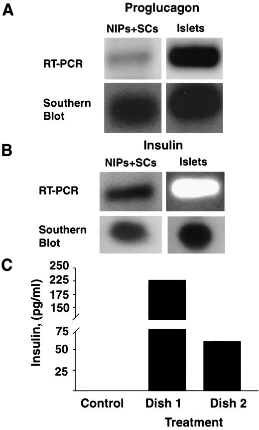 FIG. 4. Expression of pancreatic endocrine hormones in NIP cultures containing SCs. A: RT-PCR of RNA prepared from human NIP cultures (bFGF plus EGF for 17 days, then incubated with activin-A plus HGF for 14 days) containing islet-like aggregates or freshly isolated islets was performed using oligonucleotide primers for human proglucagon (179 bp, top panels). The identity of bands were confirmed by Southern blotting with a 32P-labeled proglucagon oligonucleotide probe (lower panels; see research design and methods.) B: RT-PCR product of RNA prepared from human NIP cultures (bFGF plus EGF for 9 days, then incubated with activin-A, HGF, nicotinamide, and exendin-4 for 3 days) or islets using oligonucleotide primers for human insulin (∼100 bp, top panels). The authenticity of the bands were confirmed by Southern blotting with a 32P-labeled probe (lower panel). C: Insulin secretion values from NIP cultures that were subjected to the same treatment protocol as in B, or control media that contained no growth factors (n = 1). Note that the data in Table 1 and Fig. 4 are obtained from different clonal lines of human NIP cultures.