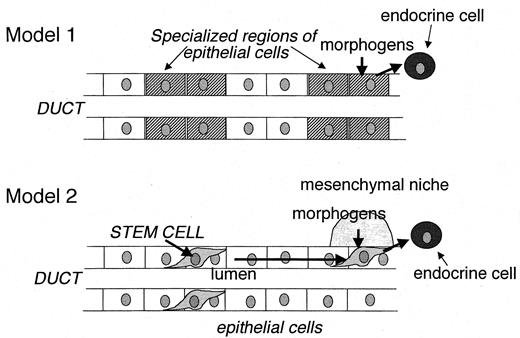 FIG. 7. Alternative models for the origin of pancreatic duct cells that are progenitors of islet endocrine cells. Model 1: Ductal epithelial cells contain specialized regions of prepatterned cells upon exposure to appropriate morphogens in the environment. Model 2: Stem cells distinct from epithelial cells reside in and around the ductal epithelium, are highly motile, and migrate until they find a mesenchymal niche that produces morphogens appropriate for their differentiation to endocrine cells. Our studies favor model 2 (Fig. 4C).