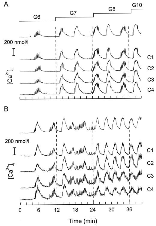 FIG. 4. Examples of the homogeneity of the [Ca2+]i responses to increasing glucose (G) concentrations in islet cell clusters. Clusters forming monolayers were selected to permit analysis of [Ca2+]i in individual cells without the confounding problem of active cells masking inactive ones in another layer. Successive [Ca2+]i measurements were obtained at 2.4-s intervals. The upper trace shows the global response of the cluster and the lower traces show the response of four individual cells (C1–C4). The changes in [Ca2+]i were synchronous in all cells of both clusters, but their amplitude was either similar (A) or variable (B) between cells of the cluster.