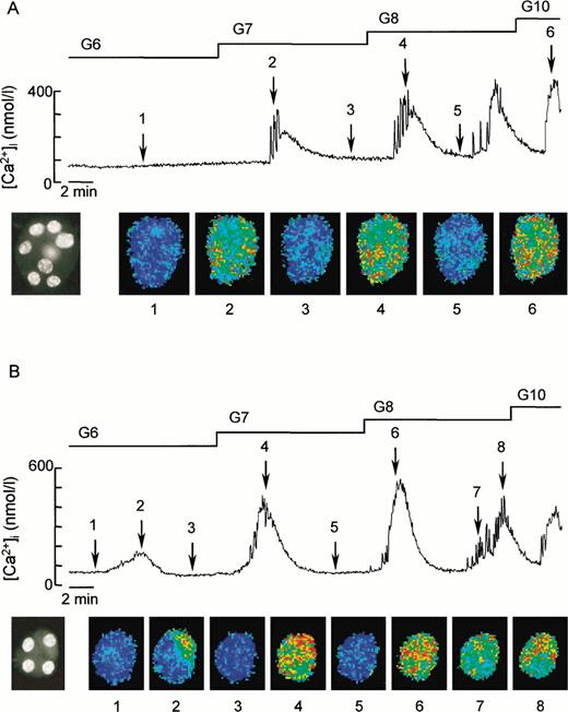 FIG. 5. Illustration of the homogeneity or heterogeneity of the [Ca2+]i responses to increasing glucose (G) concentrations in islet cell clusters. The left-hand pictures show the analyzed clusters after staining of the nuclei with bisbenzimide. The series of color pictures show pseudocolor images of [Ca2+]i in the clusters at the time indicated by arrows (blue corresponds to low [Ca2+]i and red to high [Ca2+]i). The traces show the integrated [Ca2+]i changes with time. A: Cluster of eight cells, with one nucleus slightly out of focus; all cells responded synchronously. B: Cluster of four cells; the upper right cell only responded to 6 mmol/l glucose; subsequently all four cells responded synchronously.