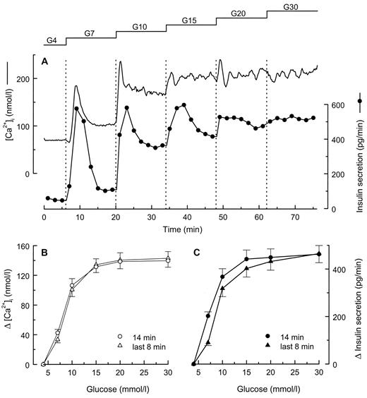 FIG. 7. Simultaneous measurements of [Ca2+]i and insulin secretion in preparations of islet single cells and clusters. A: Mean changes of [Ca2+]i and insulin secretion in 24 experiments with preparations from 12 cultures. Peaks and nadirs of [Ca2+]i oscillations are erased by averaging. The glucose (G) concentration was increased stepwise as indicated, from 4 to 30 mmol/l (G4–G30). B: Increase of [Ca2+]i above basal concentration at 4 mmol/l: mean [Ca2+]i was calculated for the 14 min or only last 8 min of stimulation with each glucose concentration. C: Increase of insulin secretion above the basal rate at 4 mmol/l glucose: mean secretion rate was calculated for each period of stimulation (14 min or only last 8 min). Values are means ± SE for 24 experiments.
