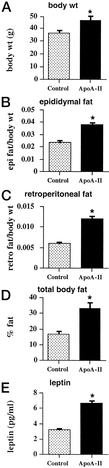 FIG. 4. Fat mass is increased in the apoA-II transgenic mice. Epididymal (epi) and retroperitoneal (retro) fat pad masses, as well as whole body fat content, were determined in apoA-II transgenic and control mice that had been maintained on standard Purina lab chow. Plasma leptin levels were also determined by ELISA. A: Body weight in grams. B: Retroperitoneal fat pad weight per body weight. C: Epididymal fat pad weight per body weight. D: Whole body fat mass expressed as percent of dry body weight. E: Plasma leptin levels in picograms per milliliter. All values are given as the mean ± SE. n = 15 for both control and apoA-II transgenic groups. The Student’s t test was used to test for differences between control and apoA-II transgenic mice. *Significantly different from control (P < 0.05).