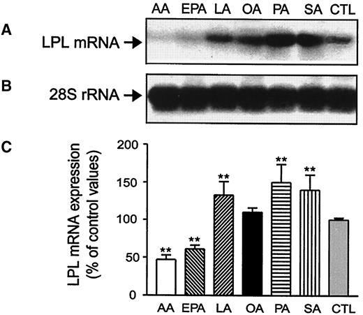 FIG. 1. Effect of FAs on murine Mo LPL mRNA expression. J774 cells were cultured for 24 h in presence of 0.2 mmol/l AA, EPA, LA, OA, PA, and SA. At the end of the incubation period, cells were lysed and total RNAs were extracted and analyzed by Northern blot analysis for LPL mRNA (A) and S28 rRNA (B). C: LPL mRNA levels normalized to the levels of S28 RNA. Data are means ± SE of five experiments. **P < 0.01 vs. controls.