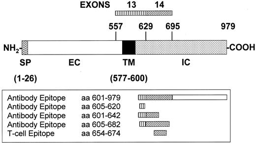 FIG. 1. Structure of the IA-2 protein. Diagram illustrating the structure of the IA-2 protein and the relationships of exons 13 and 14 with protein domains and epitopes recognized by autoantibodies and T-cells in patients with type 1 diabetes. SP, signal peptide; EC, extracellular domain; TM, transmembrane domain; IC, intracellular domain.