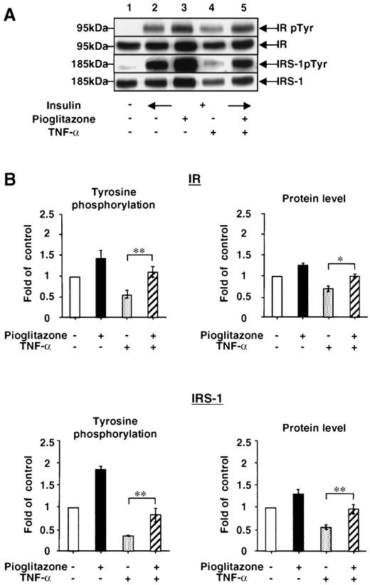 FIG. 2. Effects of TNF-α and pioglitazone on tyrosine phosphorylation (pTyr) and protein levels of IR and IRS-1. The 3T3-L1 adipocytes were treated as in Fig. 1, followed by stimulation with insulin (20 nmol/l) for 5 min. Proteins in the cell lysates were immunoprecipitated with either anti-IR or anti–IRS-1 antibody, separated by SDS-PAGE, and transferred to PVDF membranes. The membranes were probed with anti-phosphotyrosine (PY20H), anti-IR, or anti–IRS-1 antibody. A: The immunoblots representative of five independent experiments are shown. B: The immunoblots were scanned and the intensities of the bands were quantitated by a densitometer. Results for insulin-stimulated tyrosine phosphorylation and protein levels of IR and IRS-1 are normalized for the values in control cells. Error bars represent SE for five independent experiments (*P < 0.05; **P < 0.01).
