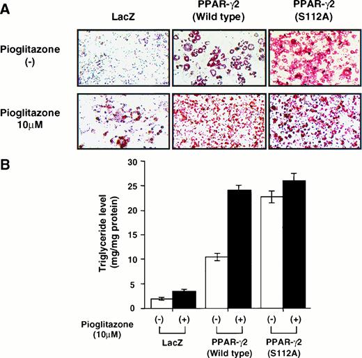 FIG. 5. Effect of PPAR-γ2 overexpression on differentiation of 3T3-L1 cells. Confluent 3T3-L1 fibroblasts were infected with adenovirus vectors containing β-galactosidase (LacZ), hPPAR-γ2, or hPPAR-γ2-S112A cDNA at a multiplicity of infection of 50. The cells were then treated with 10 μmol/l pioglitazone or vehicle (0.1% DMSO) for 10 days. The adipose conversion of the cells were evaluated by Oil Red O staining (A) and measurement of triglyceride in the cells (B) as described under research design and methods. Error bars represent SE for three independent experiments.