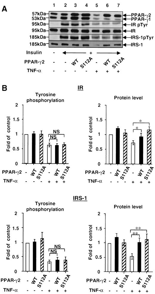 FIG. 7. Effect of PPAR-γ2 overexpression on the protein levels and tyrosine phosphorylation (pTyr) of IR and IRS-1. Fully differentiated 3T3-L1 adipocytes were treated with TNF-α (10 ng/ml) for 96 h. The cells were infected with adenoviruses containing wild-type (WT) hPPAR-γ2, hPPAR-γ2-S112A, or control β-galactosidase (LacZ) cDNA at a multiplicity of infection of 50, 48 h before the stimulation with insulin (20 nmol/l) for 5 min. The cell lysates or immunoprecipitates with either anti-IR or anti–IRS-1 antibody were subjected to immunoblot analysis with anti–PPAR-γ, anti-phosphotyrosine (PY20H), anti-IR, or anti–IRS-1 antibody. A: The immunoblots representative of three independent experiments are shown. B: The immunoblots were scanned and quantitated by a densitometer. Results for insulin-stimulated tyrosine phosphorylation and protein levels of IR and IRS-1 are normalized for the values in control cells. Error bars represent SE for three independent experiments (*P < 0.05; **P < 0.01; NS, no significant difference).