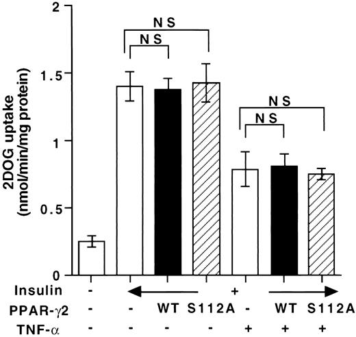 FIG. 8. Effect of PPAR-γ2 overexpression on insulin-stimulated 2-DOG uptake. Fully differentiated 3T3-L1 adipocytes were treated with TNF-α (10 ng/ml) for 96 h. The cells were infected with adenoviruses containing wild-type (WT) hPPAR-γ2, hPPAR-γ2-S112A, or control β-galactosidase (LacZ) cDNA at a multiplicity of infection of 50, 48 h before the stimulation with insulin (20 nmol/l) for 15 min. [3H]2-DOG uptake was then measured as described under research design and methods. Means ± SE for three independent experiments are shown (NS, no significant difference).