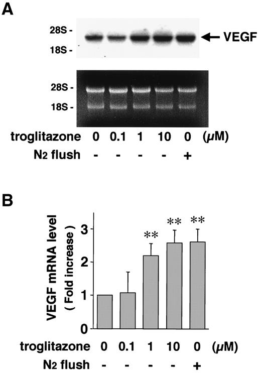 FIG. 3. Effect of troglitazone on VEGF mRNA in 3T3-L1 adipocytes. A: Confluent 3T3-L1 adipocytes were incubated with the indicated concentrations of troglitazone for 2 h. N2 flush, which induces hypoxia, serves as a positive control. Total cellular RNA was isolated and Northern blotting was performed. Data presented are representative of four independent experiments. Arrow indicates VEGF165-specific transcripts. Ethidium bromide staining demonstrates that equal amounts of total RNA were loaded on each lane. B: The VEGF mRNA levels were quantitated using BAS2000 (Fujifilm, Tokyo), and fold-increase was determined by normalizing the intensity in each experiment to the intensity of nontreated control cells that was designated as 1.0. Data are expressed as means ± SD of four independent experiments. **P < 0.01 vs. nontreated cells.