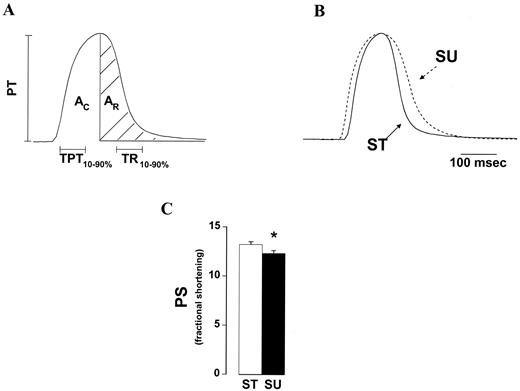 FIG. 1. A: Indexes used to evaluate shortening and relengthening of myocyte twitch. B: Representative twitches of ventricular myocytes isolated from ST and SU rats. Twitches were chosen that best represent the means of shortening and relengthening for each group. PTs were normalized to each other to illustrate the time course of each twitch. C: PS for ST and SU rats. PS is PT expressed as the percentage of resting cell length. Data represent means ± SE from 106–181 cells per diet (isolated from 6–8 hearts per diet). *P < 0.05 between diets.